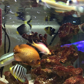 シマヤッコ＆スミレヤッコ水槽の動画です❣️の画像