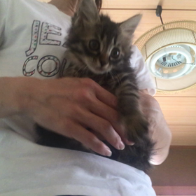 チビちゃん達！の画像