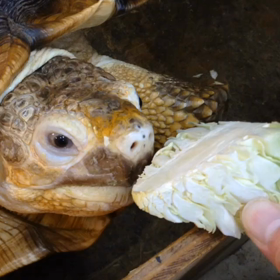 キャベツの芯の画像