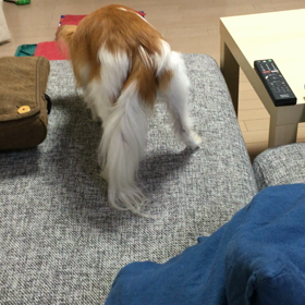 犬のいびき 2の画像