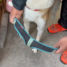 新春ゴン太の画像