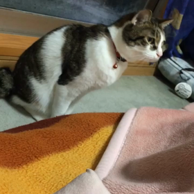 またまた、心配する母。予想通り。チップとデール字幕付き動画の画像