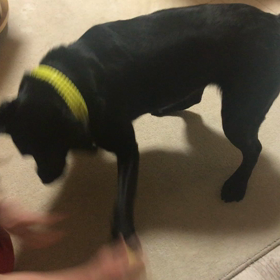 激しくバトルの画像