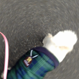 何だか（ーー；）の画像