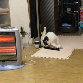 すっかり住みついた野良猫ダンの画像