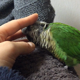 癒されほーちゃんの画像