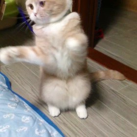 テイッテイッの画像