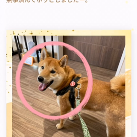 ”桜写真色々と動くデコ”の画像