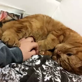 いちゃいちゃの画像