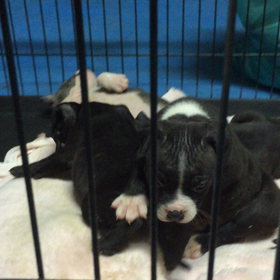 トロけてしまう…の画像