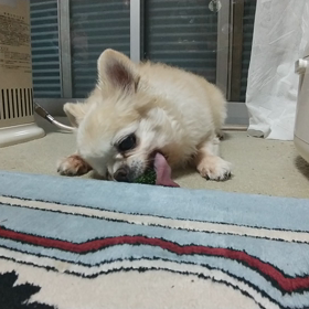 だからというわけでは。ありませんが。の画像