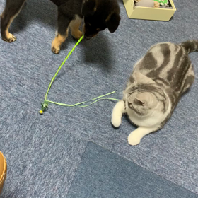 フクが鬱陶しそうなうずの画像