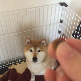 どんくさいのかなんなのかの画像