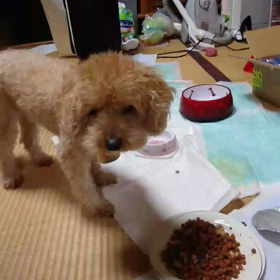 僕のdogです。の画像