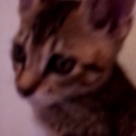 猫の甘え鳴きがかわいい☆の画像