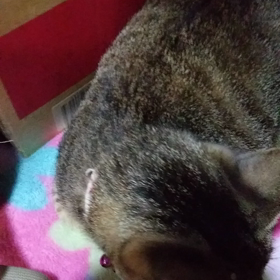 ひどい飼い主、見苦しい手。の画像