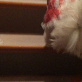 ☆ちょんちゃん まだまだ頑張るよ‼︎の画像