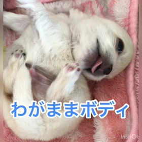 やはりキミか。へそ天王子の画像