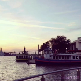 savanna 夕暮れの画像