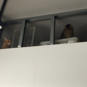 遊び方が斬新！の画像