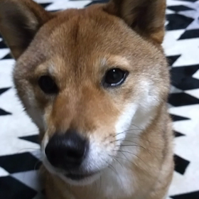 男は無口でちょうど良い！柴犬KOJIROの画像