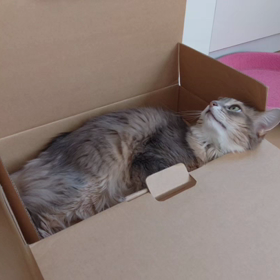 後ろ足キックの画像