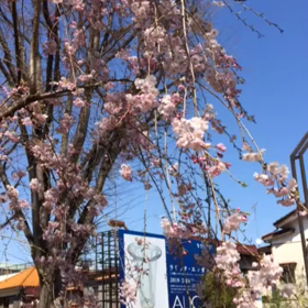 しだれ桜。『11』編。の画像