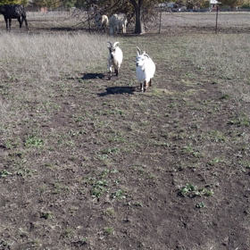 マイブームとお散歩…。の画像