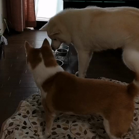 あたちも吠える！の画像