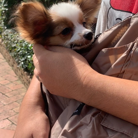 こたま、お外デビュー！の画像