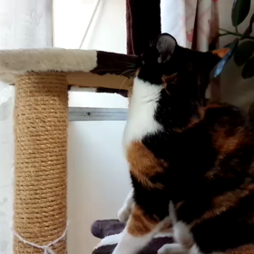 体の声をきこうの画像