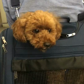 買い物スタイル？の画像