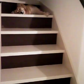 《動く凛》凛にデレる夫婦(*´∀`*)♡の画像