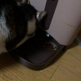 フェイスエンダモロジーを体験！デール手で食べてるのね！の画像