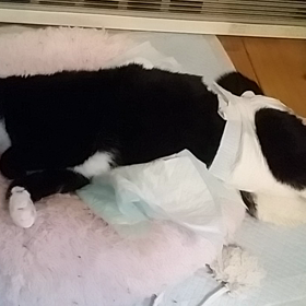 原因不明のみーふぁんの画像