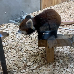 レッサーパンダの画像