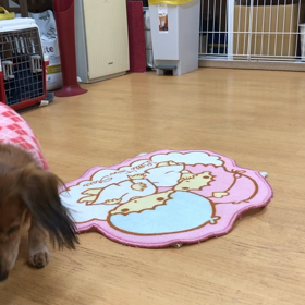 チェリー編。の画像