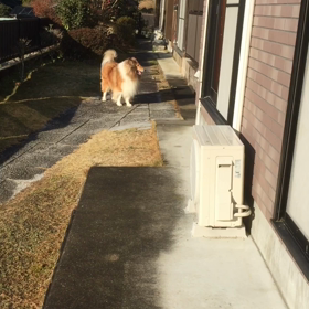 庭駆け回るの画像