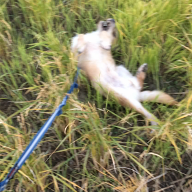 だいちゃんゴーロゴロの画像