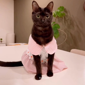 これ、最高(≧▽≦)の画像