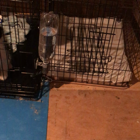 夜の子犬の画像