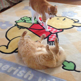 仲良しなん⁉️の画像