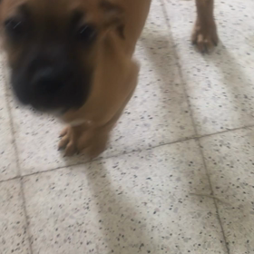 なんかおっきくなってきたの画像