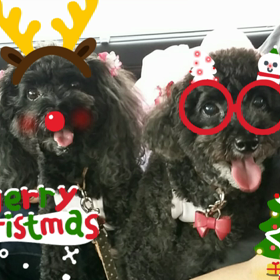 メリークリスマス！の画像