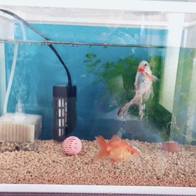 2匹の金魚が急死してしまいましたの画像