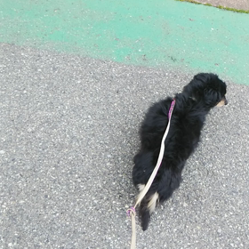 お泊まり　パルくん、ももちゃんの画像