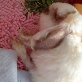 iPadのなかのラビの画像