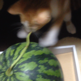 今日はスイカの日の画像