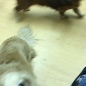 オヤツちょうだいよ。の画像