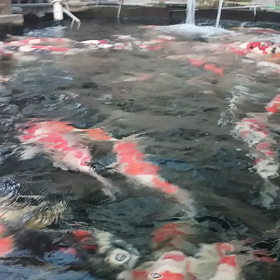 今朝の大池の画像